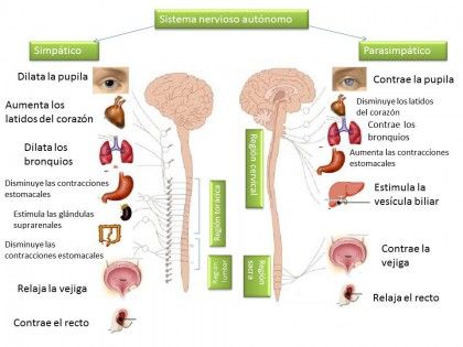 MASTER EN TEORIA POLIVAGAL